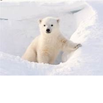 PolarBee ########