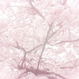 -ˋˏ ༻🌸༺ ˎˊ-