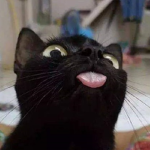 Television Cat