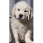 puppy art