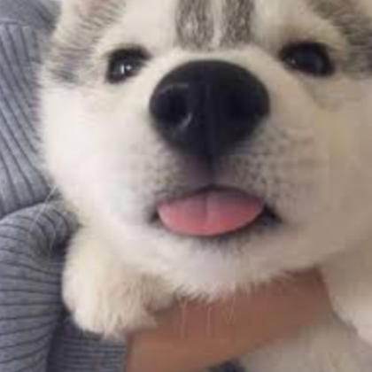 cute dog Roblox decal