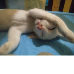 ksjgtt opppppppp ok 12345