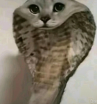 cυtsie