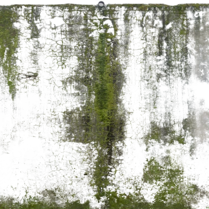 moss1