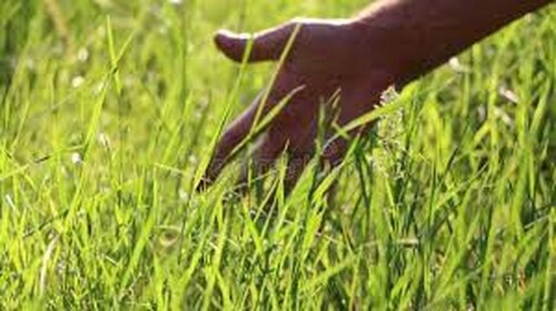 touch grass