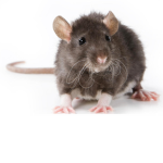 Federation of rats