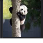The Panda Pack Person