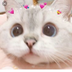 Cat league club