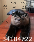 lonelycat /ᐠ-ꞈ-ᐟ\