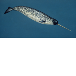 Narwhal Appreciation Society