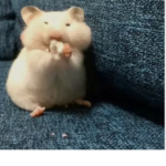 funnoof
