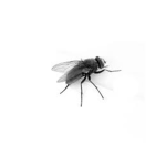 I Hate/Love Flys