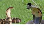 rich snake clan