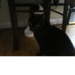 Stanley The Cat Studios