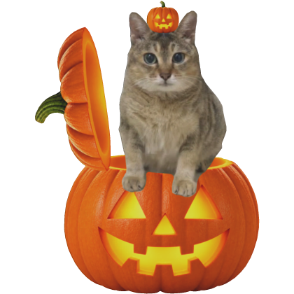 Tole Tole Pero En Una Calabaza😼🐈🎃