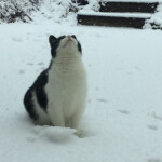 𝚔𝚒𝚝𝚝𝚒𝚎𝚜