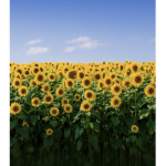 Sunflower premium