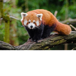 ~+Animals are freaking great+~