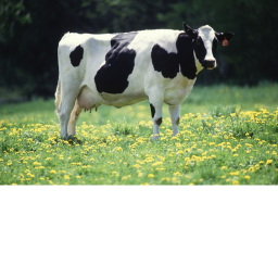 Capture the flag : Cow style