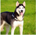 ~Team husky~
