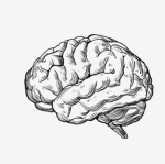 zbrainz