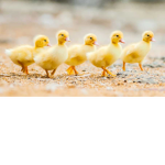 :3 Duck Team :3