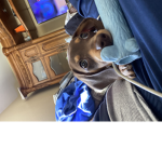 Audrina got dodo stains