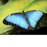 Sofias butterfly squad
