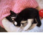 Kittens are very cute!
