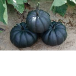 BLACK PAMPKIN CULT