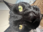 Team cats For life I love cats By the way