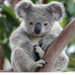 this is koala fam