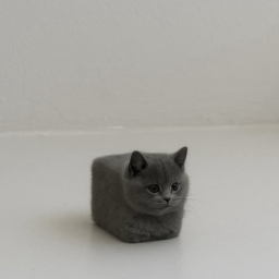 Chicken Nugget