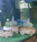 Frawugs Palace