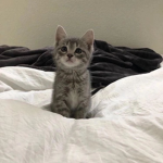 cat go meow !
