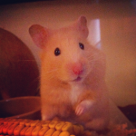 HAMSTER MILITARY ATTACK