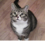 KittyKatClub
