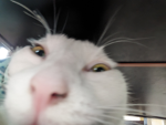 stormy cat cult