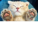 A Group For All Cats