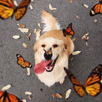 Lia Butterflies