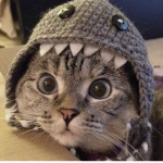 meow meoww
