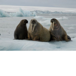 Walrus Bro Offical Fun Club