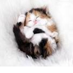 the fantastic kittens