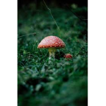 The Toadstool Squad