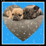 Ash’s puppy group!!