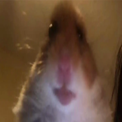 Funny Hamster (so funny!) Roblox decal