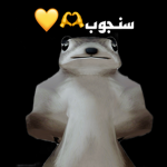 سنجوووب احمد