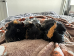 Guinea pig troop