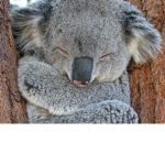 StrangeKoalas