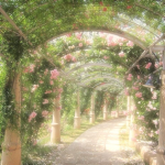 Enchanted Orchard